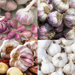 Garlic Bulbs for Planting - Hard Neck Variety - Pack of 4