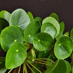 Money Plant Live Pilea Peperomioides, 4-6 Inch, Easy House Plant