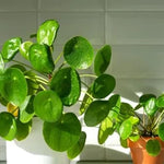 Money Plant Live Pilea Peperomioides, 4-6 Inch, Easy House Plant