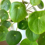 Money Plant Live - 3 Pilea Peperomioides Indoor Plants 3-6 Inch - Easy to Plant Houseplant