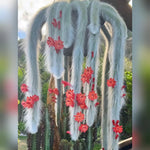 Monkey Tail Cactus Live Plant - 3.5 to 5 Inch Rare Succulent