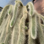 Monkey Tail Cactus Live Plant 3.5-5 Inch Bare Root Ornamental Garden