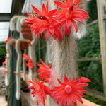 Monkey Tail Cactus Live Plant Rooted - 3 to 5 Inches - Rare Succulent