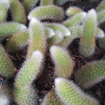 Monkey Tail Cactus Live Plant - 3.5-5" Bare Root Succulent - Green