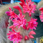Monkey Tail Cactus - Live Plant, 3.5-5" Tall, Green - Unique Succulent