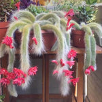 Monkey Tail Cactus Live Plant Rooted 2 Inch Pot Succulent