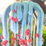 Monkey Tail Cactus Live Succulent - 5-7 Inch Hanging Trailing Plant Bareroot
