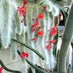 Live Monkey Tail Cactus Plant - 6-8 Inch Hanging Succulent - Bareroot
