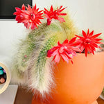 Live Monkey Tail Cactus Plant - 6-8 Inch Hanging Succulent - Bareroot
