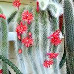 Monkey Tail Cactus Plant Live Trailing Succulent 10-15" Bareroot
