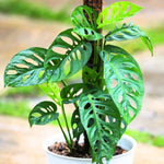 Monstera Plant - Tropical Swiss Cheese Plant - Indoor Houseplant - 5-8 inch - No Pot