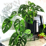 Monstera Plant - Tropical Swiss Cheese Plant - Indoor Houseplant - 5-8 inch - No Pot