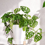 Monstera Plant - Tropical Swiss Cheese Plant - Indoor Houseplant - 5-8 inch - No Pot