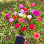 Moss Rose Plants Live Pink Portulaca Annual Flower Plant 3-5 Inches