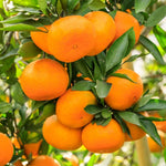 Murcott Tangerine Tree - 2 to 3 Feet Citrus Fruit Tree