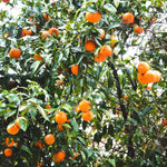 Murcott Tangerine Tree - 2 to 3 Feet Citrus Fruit Tree