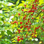 Nanking Cherry Plant Live Bush 5 to 9 Inches Tall Sweet Cherries