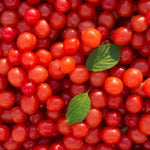 Nanking Cherry Plant Live Bush 5 to 9 Inches Tall Sweet Cherries