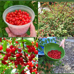 Nanking Cherry Plant Live Bush 5 to 9 Inches Tall Sweet Cherries