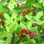 Nanking Cherry Plant Live Bush 5 to 9 Inches Tall Sweet Cherries
