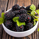 Navaho Thornless Blackberry Plants - Pack of 4 Everbearing High-Yield Bushes
