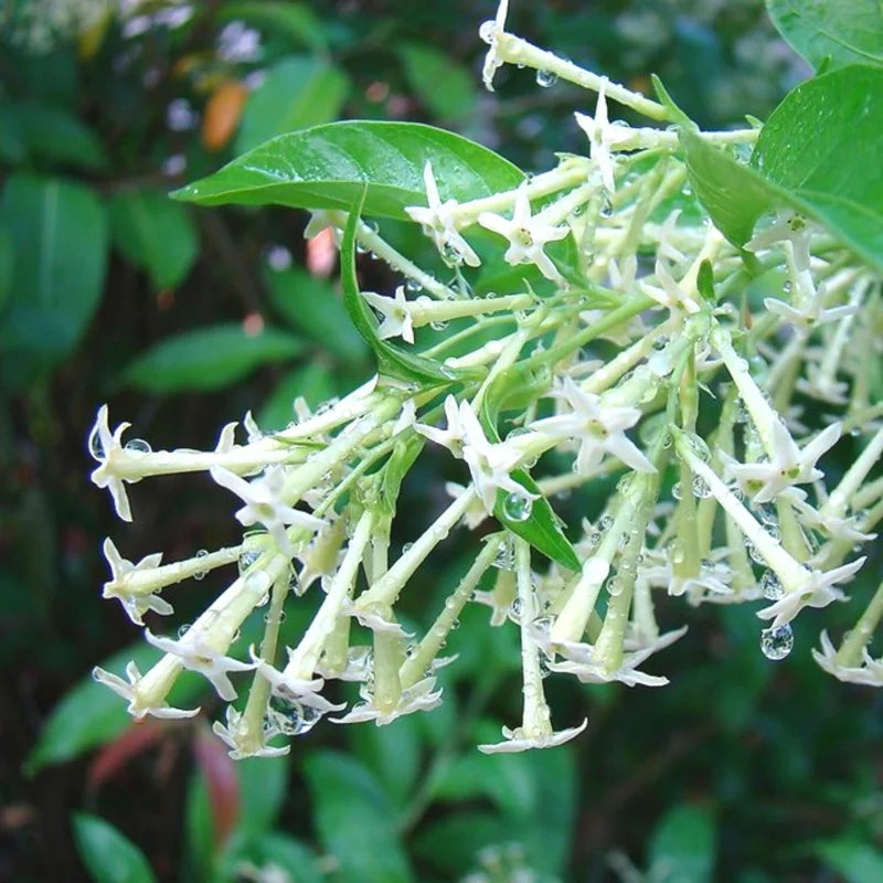 3 Night Blooming Jasmine Plants Live Set - Cestrum Nocturnum, 5-7 Inches Starter Plants
