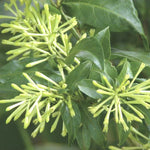3 Night Blooming Jasmine Plant - 3 Live Cestrum Nocturnum Vines 5-8 Inches