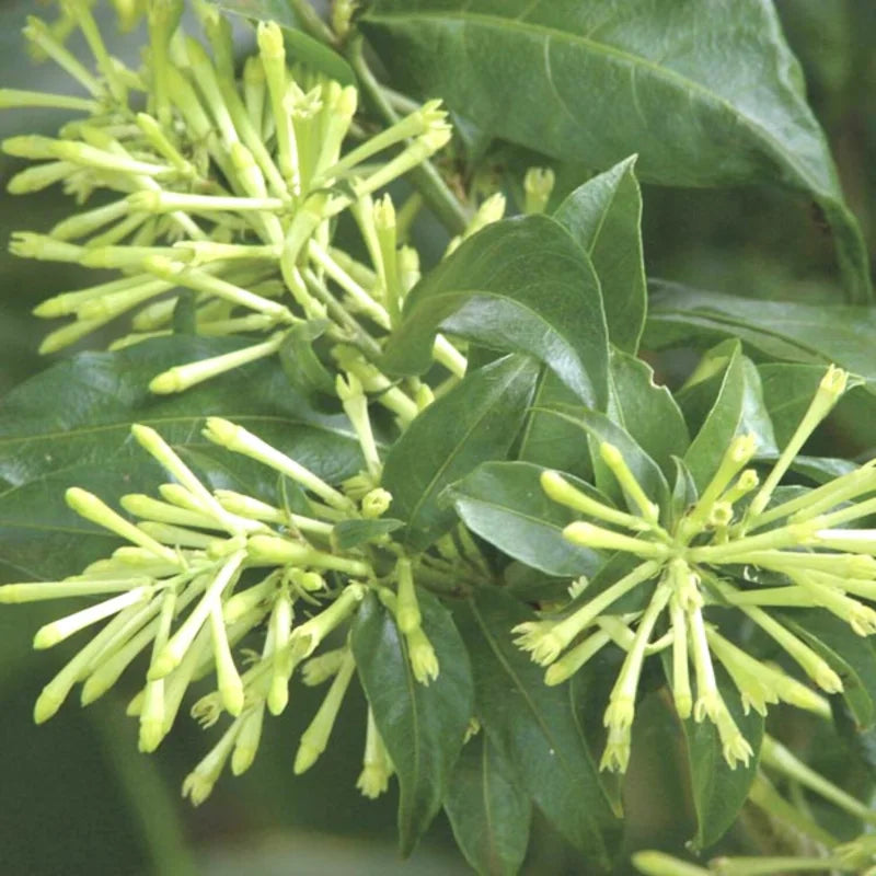 3 Night Blooming Jasmine Plant - 3 Live Cestrum Nocturnum Vines 5-8 Inches