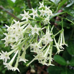 Night Blooming Jasmine Plant - 4-6 Inch Fragrant Specimen
