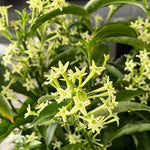 Night Blooming Jasmine Plant - 4-6 Inch Fragrant Specimen