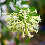 Night Blooming Jasmine Plant 5-7'' Tall - Fragrant Night Blooms