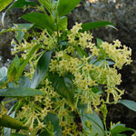 Night Blooming Jasmine Plant 5-8'' Tall - Fragrant White Flowers