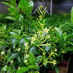 Night Blooming Jasmine Plant Live Starter Fragrant Flower Vine 4-8''