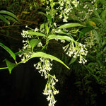 3 Night Blooming Jasmine Plants Live Set - Cestrum Nocturnum, 5-7 Inches Starter Plants