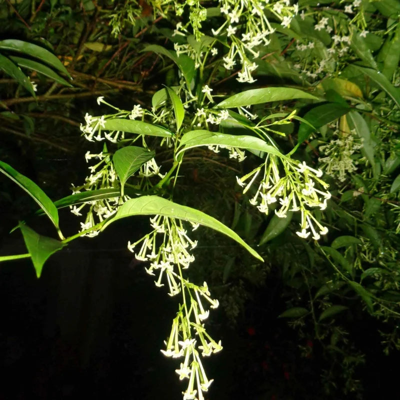 3 Night Blooming Jasmine Plants Live Set - Cestrum Nocturnum, 5-7 Inches Starter Plants
