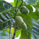 Noni Plant - 3 Gallon Potted Tree - 2 to 3 Ft Tall