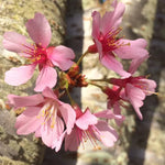 Okame Cherry Blossom Tree - 8 to 10 Inch Potted Plant