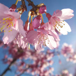 Okame Cherry Blossom Tree - 8 to 10 Inch Potted Plant