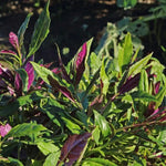 Okinawa Spinach Plant - 4-6 Inch Bareroot - Grow Your Own