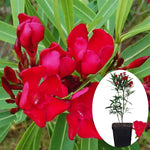 3 Oleander Live Plants - Red Tropical Shrub, 5-8 Inches, Garden Growing
