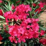 3 Oleander Live Plants - Red Tropical Shrub, 5-8 Inches, Garden Growing