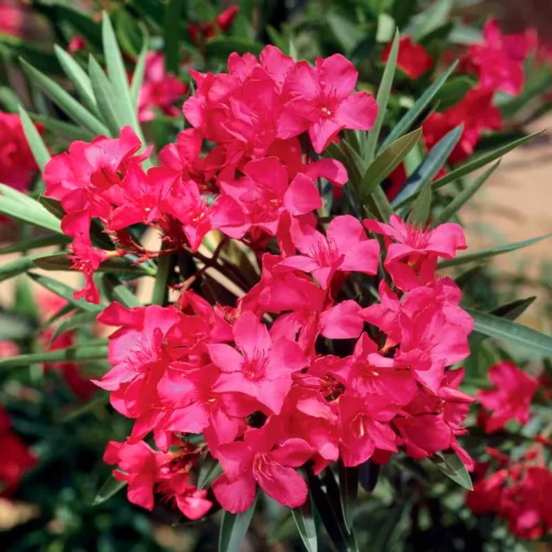 3 Oleander Live Plants - Red Tropical Shrub, 5-8 Inches, Garden Growing