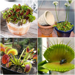 Venus Flytrap Mirror Cultivar Live Plant - Large Dionaea Muscipula