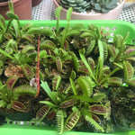 SD Kronos Giant Venus Flytrap Live Plant Cultivar