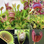 Venus Flytrap Mirror Cultivar Live Plant - Large Dionaea Muscipula
