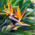 Orange Bird of Paradise Plant - Live Tropical Houseplant - 5-10 Inches - Exotic Blooms
