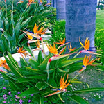 Orange Bird of Paradise Plant Live 5-7 Inches - Tropical Outdoor Plant