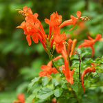 Cape Honeysuckle Plants Live Set - 3 Pack Orange Red Vine Honeysuckle Bushes