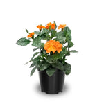 Orange Crossandra Live Plants - 4'' Pot Starter Crossandra Flowers