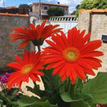 Gerbera Daisies Live Plants - 2 Orange Daisy Plants 3-6 Inches for Garden
